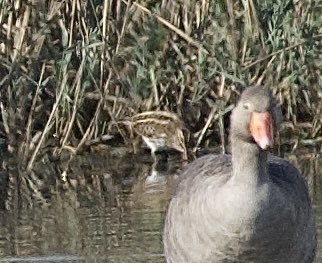 YellowShriker's tweet photo. Distant Jack snipe at Holland Haven today found by @mickrod1 bringing up my 150 for the patch for 2026 @BirdingHaven @EssexBirdNews #birdwatching #birding https://t.co/pLQSp346vH