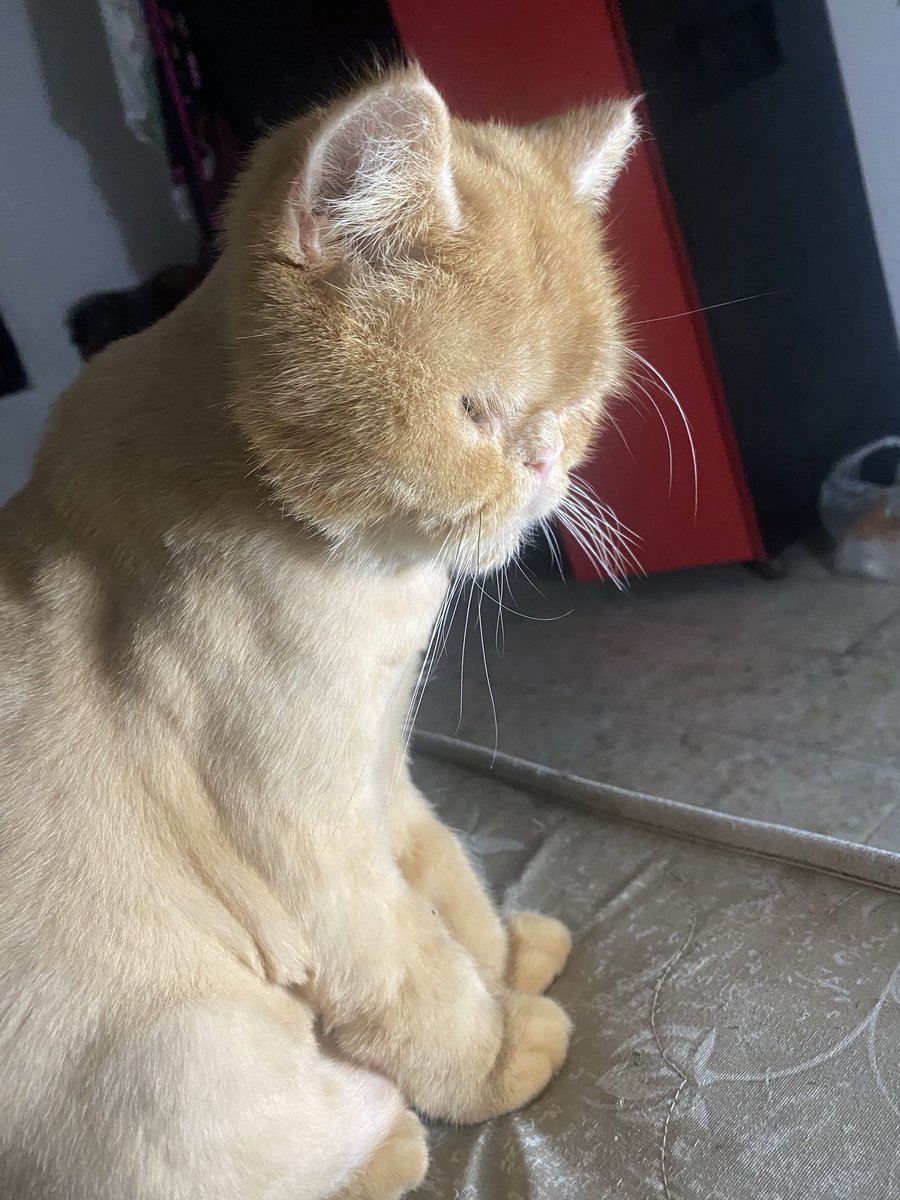 MeowSukkar's tweet photo. Update: it got worse today 💔

His food ran out and he vomited from the pain. His litter ran out too, so he's using street sand on sensitive skin. I'm terrified

Please if 50 people give $5, I can get his food &amp; litter before Tuesday 🙏 Even a RT helps.
 https://t.co/Dzz0iz9eDF https://t.co/A4jqeUdz7b