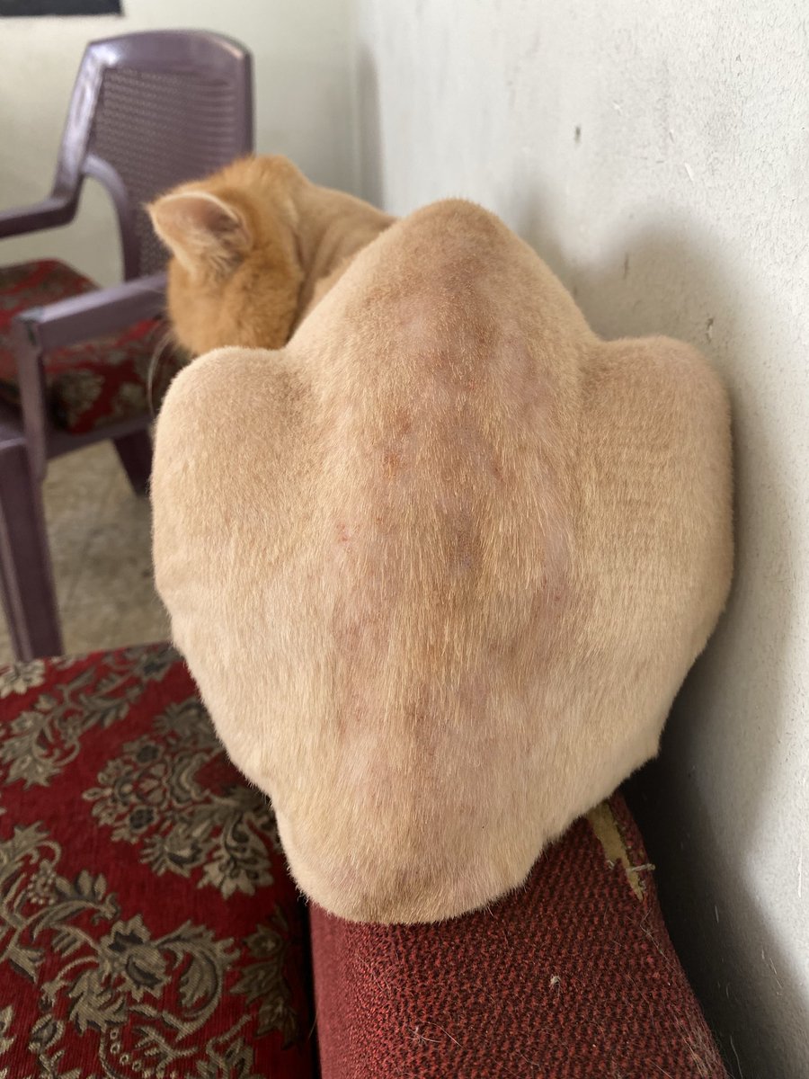 MeowSukkar's tweet photo. Update: it got worse today 💔

His food ran out and he vomited from the pain. His litter ran out too, so he's using street sand on sensitive skin. I'm terrified

Please if 50 people give $5, I can get his food &amp; litter before Tuesday 🙏 Even a RT helps.
 https://t.co/Dzz0iz9eDF https://t.co/A4jqeUdz7b