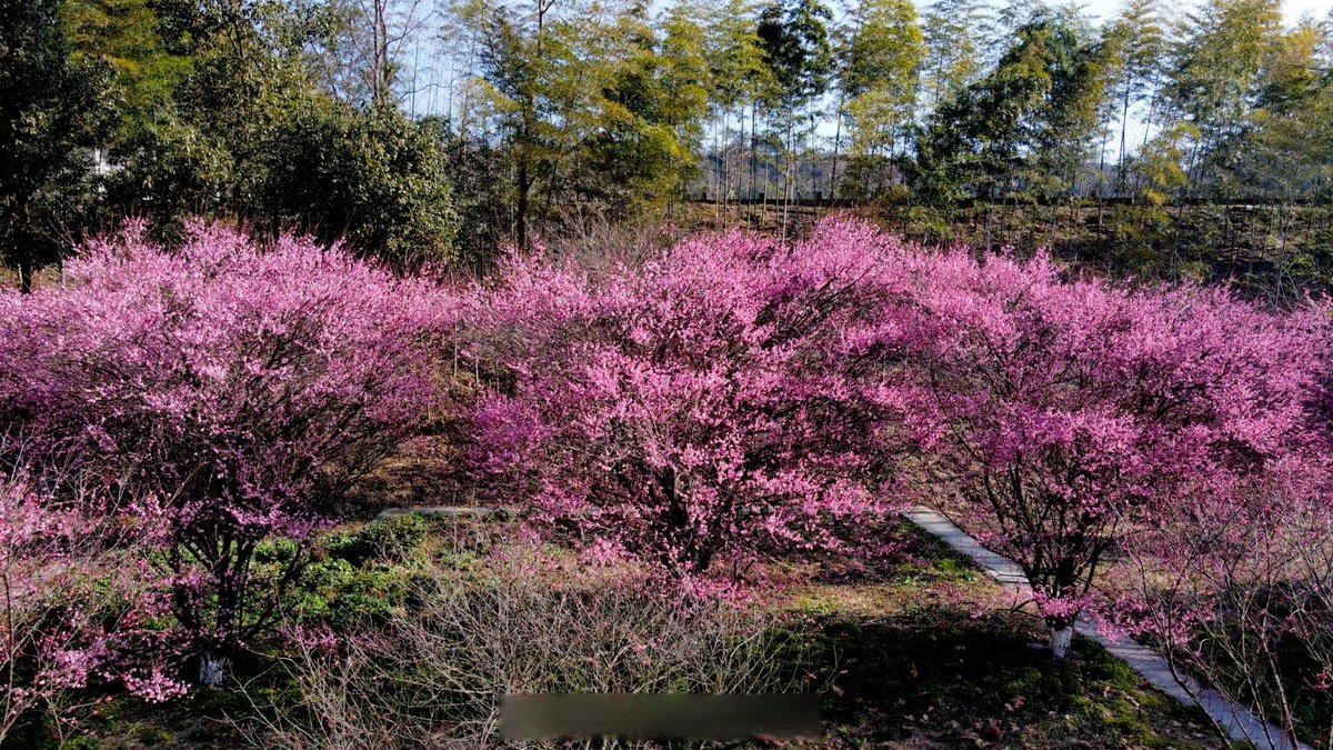 AlexisStewgeae's tweet photo. [“Hoy quiero compartir un momento de relajación en un lugar único: el jardín de cerezos florecidos con un toque de pimienta, donde el aroma del ajo se mezcla con la tranquilidad del valle. ”]， https://t.co/F47fiPYLRj