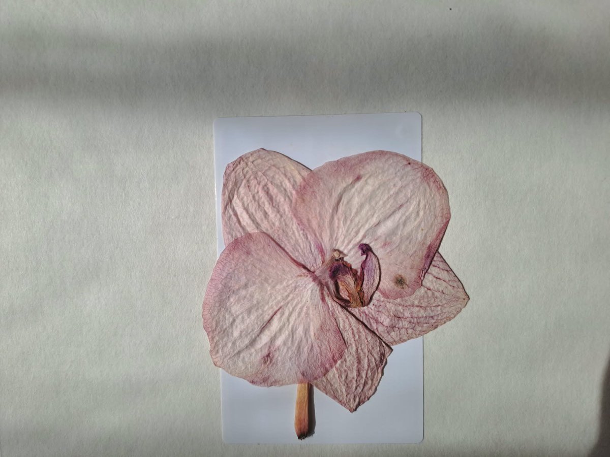 Litteraliste's tweet photo. Pressing some flowers and reading Emily Dickinson who talk about fading flowers, who lose vitality and colours but are still beautiful 💮. https://t.co/yahqR1Gc5Y