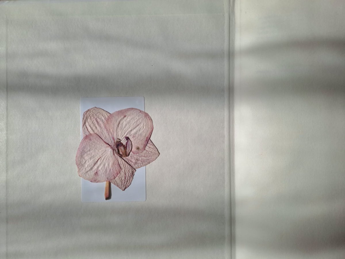 Litteraliste's tweet photo. Pressing some flowers and reading Emily Dickinson who talk about fading flowers, who lose vitality and colours but are still beautiful 💮. https://t.co/yahqR1Gc5Y