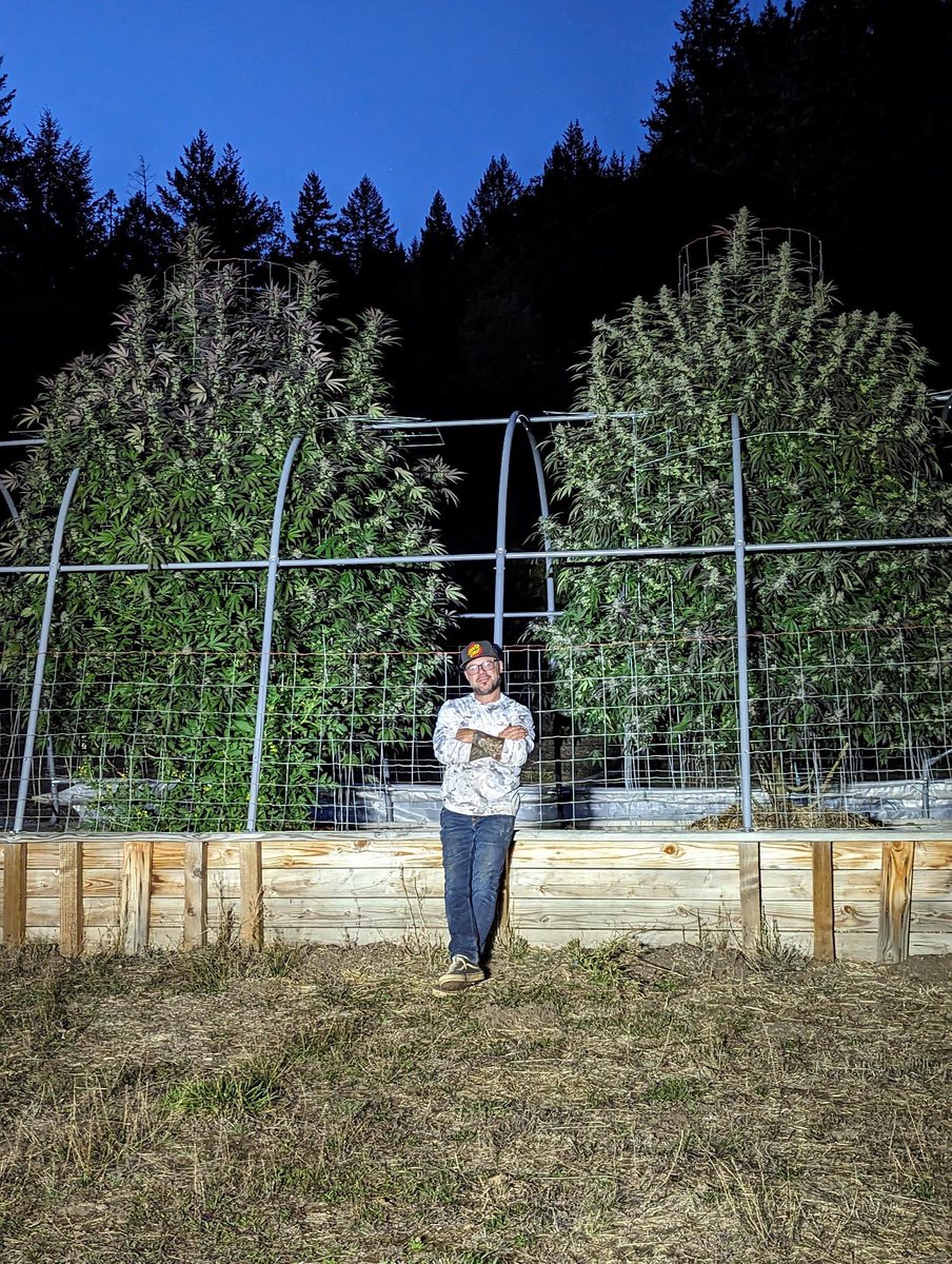 CaliOG_NFT's tweet photo. CaliforniaOG is the only decentralized ganja club on any Blockchain that grows ganja and develops strains for their holders. 

On the chop block, created with CaliforniaOG’s first holder, @purpdrnk 

Strain: Purple Drank🟣

Genetics:
Purple Punch crossed w/Bubba Kush
Then crossed w/Mochi Gelato
Then crossed w/ JahGoo Platinum Girl Scout Cookies
Then bred back into itself for 3yrs to create this 4th generation stable seed strain. 

Available Winter 2026