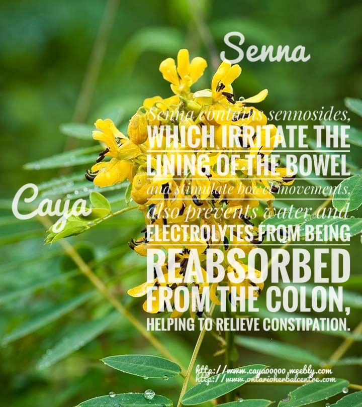 drvaaash's tweet photo. Senna
#senna #ayurveda #constipation https://t.co/cHpS0lJgBd