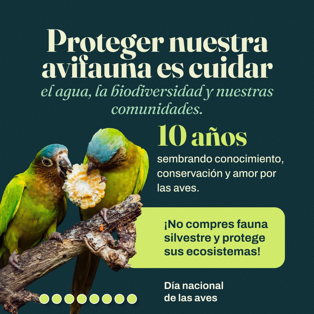 MinAmbienteCo's tweet photo. ¡En el país #1 en diversidad de aves del mundo, las alas de laesperanza están de fiesta!

Hoy, en el Día Nacional de las Aves, conmemoramos los 10 años del @AviarioNacional , un centro dedicado a la conservación y protección de la vida con dos alas. 
 Desde el @MinAmbienteCo nos sumamos a esta gran celebración,reafirmando nuestro compromiso con la conservación de laavifauna y sus ecosistemas.
 
A través de nuestra Agenda ABC seguimos impulsando acciones para conservar nuestra biodiversidad y trabajar de la mano con quienes habitan y protegen nuestros territorios.

¡Desliza y descubre las acciones de conservación que estánconstruyendo un mejor futuro para nuestras aves!
 
¿Cuál es tu ave colombiana favorita? ¡Cuéntanos en loscomentarios y digamos NO al tráfico ilegal de fauna silvestre! 🌿

#DíaNacionalDeLasAves #AviarioNacional10Años