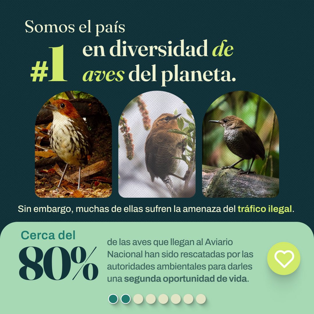 MinAmbienteCo's tweet photo. ¡En el país #1 en diversidad de aves del mundo, las alas de laesperanza están de fiesta!

Hoy, en el Día Nacional de las Aves, conmemoramos los 10 años del @AviarioNacional , un centro dedicado a la conservación y protección de la vida con dos alas. 
 Desde el @MinAmbienteCo nos sumamos a esta gran celebración,reafirmando nuestro compromiso con la conservación de laavifauna y sus ecosistemas.
 
A través de nuestra Agenda ABC seguimos impulsando acciones para conservar nuestra biodiversidad y trabajar de la mano con quienes habitan y protegen nuestros territorios.

¡Desliza y descubre las acciones de conservación que estánconstruyendo un mejor futuro para nuestras aves!
 
¿Cuál es tu ave colombiana favorita? ¡Cuéntanos en loscomentarios y digamos NO al tráfico ilegal de fauna silvestre! 🌿

#DíaNacionalDeLasAves #AviarioNacional10Años
