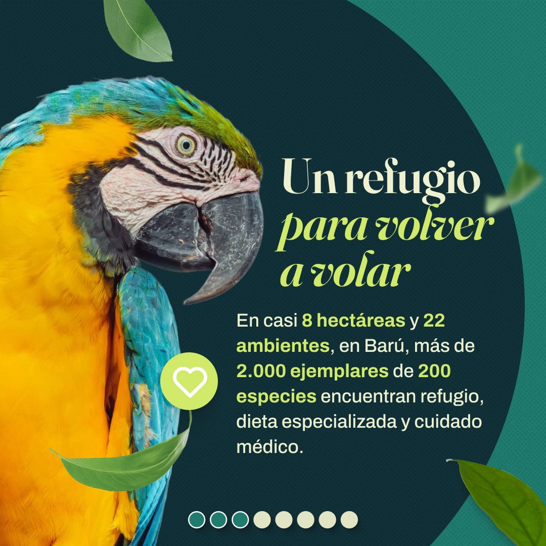 MinAmbienteCo's tweet photo. ¡En el país #1 en diversidad de aves del mundo, las alas de laesperanza están de fiesta!

Hoy, en el Día Nacional de las Aves, conmemoramos los 10 años del @AviarioNacional , un centro dedicado a la conservación y protección de la vida con dos alas. 
 Desde el @MinAmbienteCo nos sumamos a esta gran celebración,reafirmando nuestro compromiso con la conservación de laavifauna y sus ecosistemas.
 
A través de nuestra Agenda ABC seguimos impulsando acciones para conservar nuestra biodiversidad y trabajar de la mano con quienes habitan y protegen nuestros territorios.

¡Desliza y descubre las acciones de conservación que estánconstruyendo un mejor futuro para nuestras aves!
 
¿Cuál es tu ave colombiana favorita? ¡Cuéntanos en loscomentarios y digamos NO al tráfico ilegal de fauna silvestre! 🌿

#DíaNacionalDeLasAves #AviarioNacional10Años