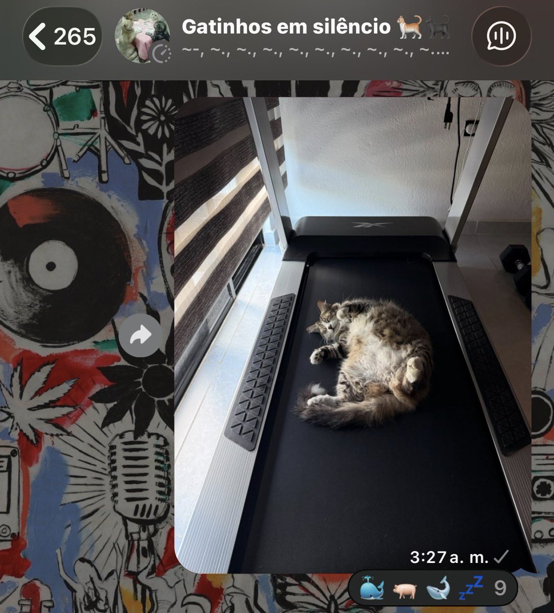 ivannaaagm's tweet photo. me meti a un grupo de gatos en silencio y no importa que foto mande, a mi gata le tienen q poner algo relacionado con su peso🥀 https://t.co/Uge1GvyVM2