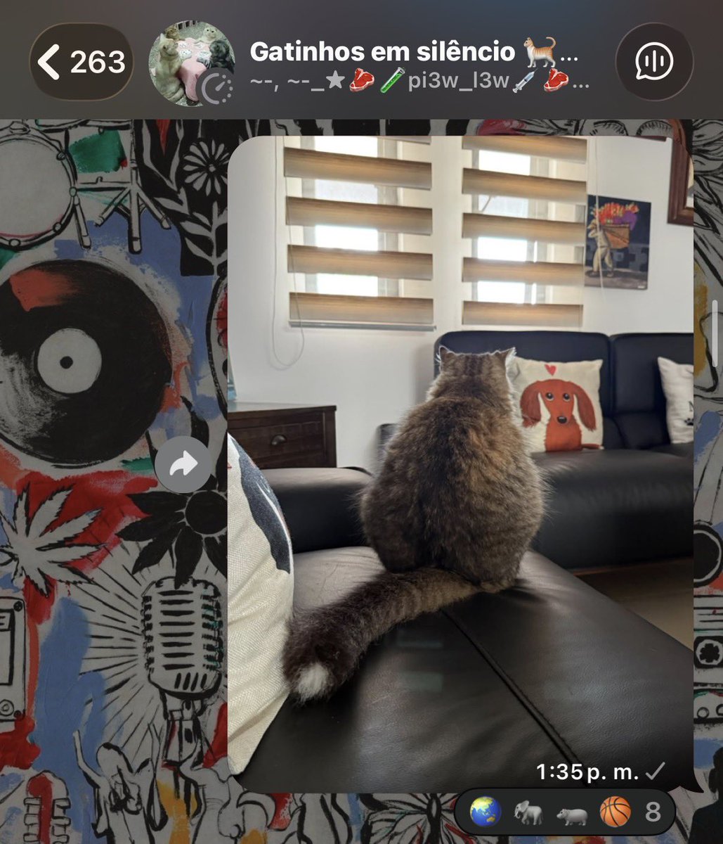 ivannaaagm's tweet photo. me meti a un grupo de gatos en silencio y no importa que foto mande, a mi gata le tienen q poner algo relacionado con su peso🥀 https://t.co/Uge1GvyVM2