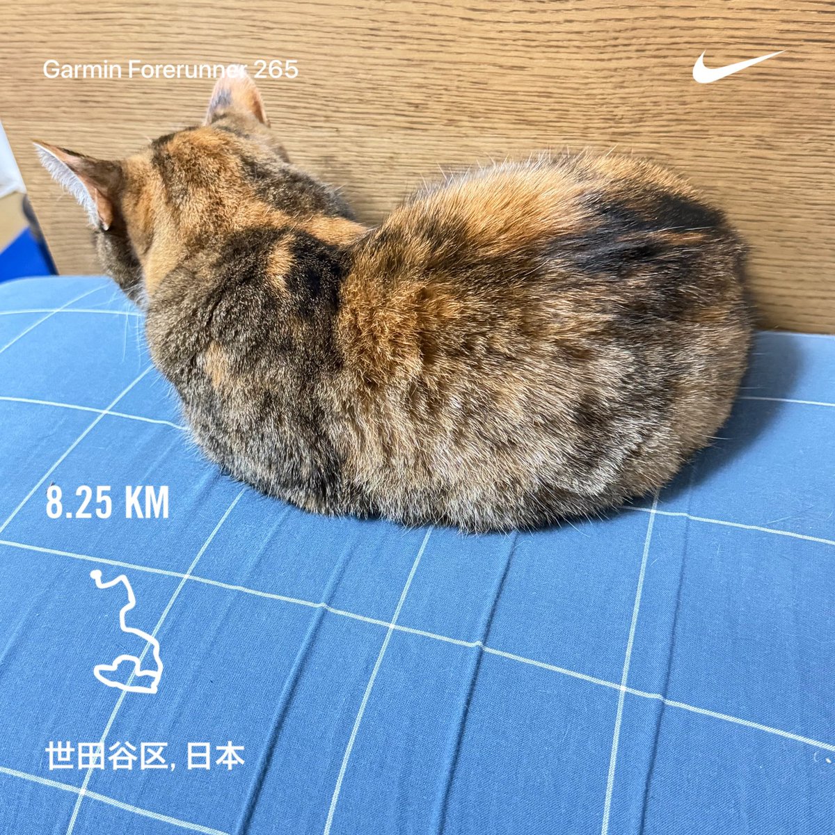 junko0713's tweet photo. 2026/08/18

今日のお題は「40分JOG＋WS100m×5本」

今朝は目覚ましがなる前に自然と起きれたので倦怠感など感じず走りに行く事が出来ました。

疲れを残さない生活って大事ですね。

Nike⁠ Run Club アプリで 8.26 kｍを走りました

#ランニング
#GARMIN https://t.co/bIM8E0qcfH