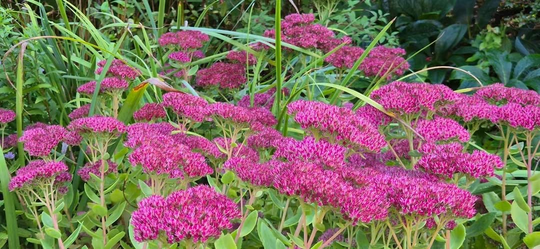 BeysDirk's tweet photo. Nazomer in de tuin. https://t.co/bg7rLnRQUk