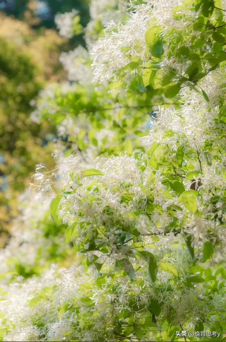 AriaVyc's tweet photo. El fin de semana viene con paisajes llenos de flores, la tierra se renueva y valores como la amistad ya son el centro de cada encuentro. https://t.co/yehLNfXZgv