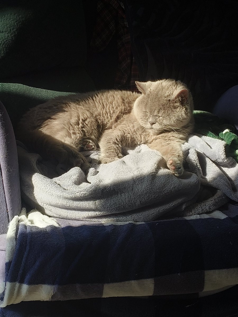 morsinastris's tweet photo. ok but look how cute my cat was today #petdat https://t.co/couWzji19Z