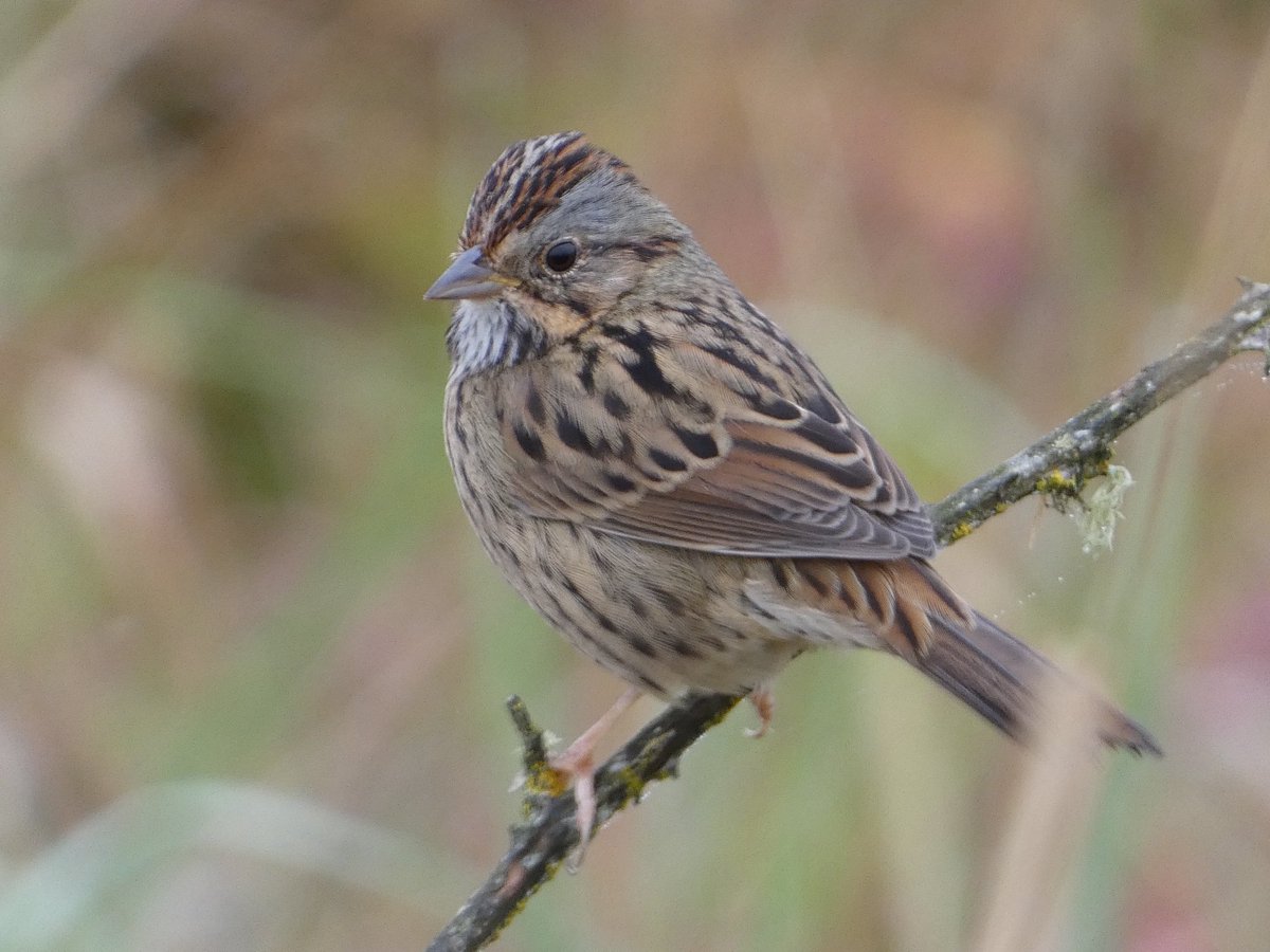 fyluuop's tweet photo. lincoln’s sparrow lifer https://t.co/BI0YtxnjO3