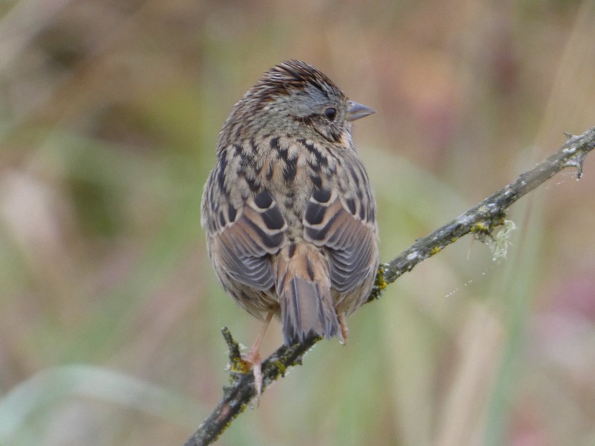 fyluuop's tweet photo. lincoln’s sparrow lifer https://t.co/BI0YtxnjO3