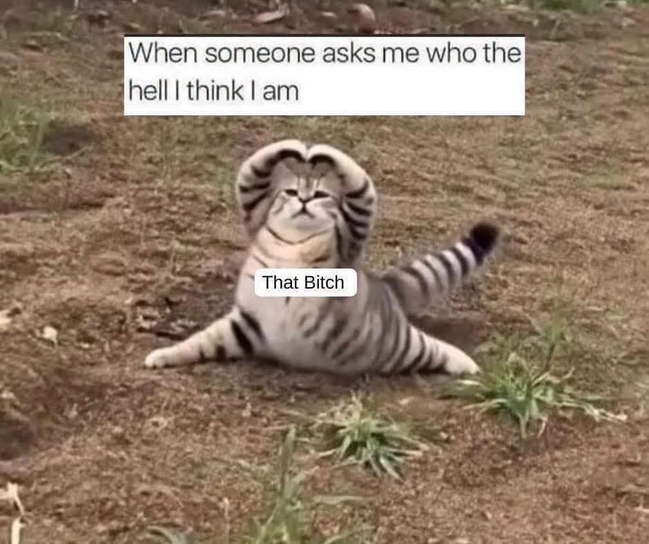 QKitty1776's tweet photo. 😹😹😹 https://t.co/fpVOO0tV2Q