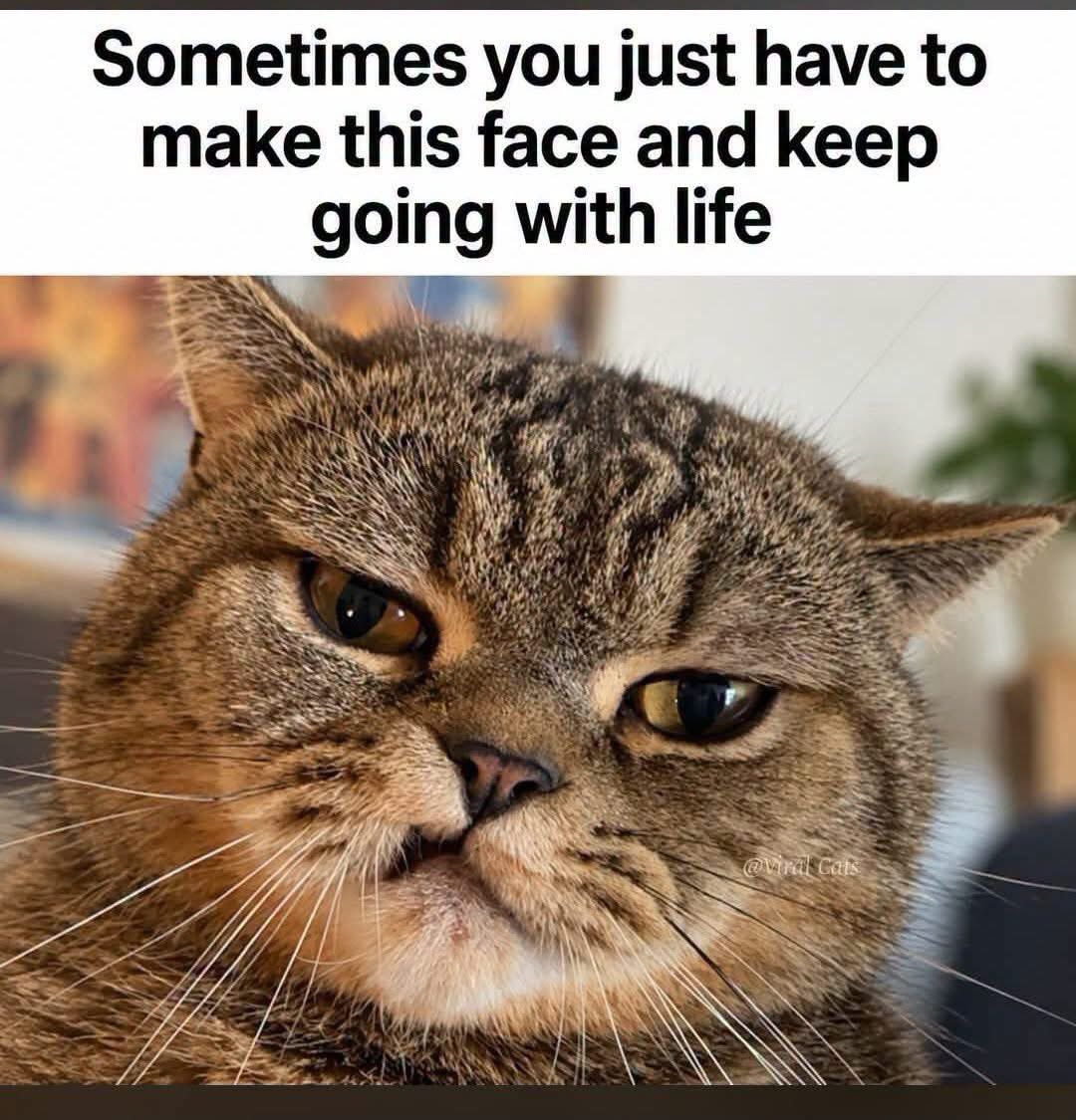 QKitty1776's tweet photo. Yep 😹😹😹 it happens 😹😹😹 https://t.co/LfxThTo22F
