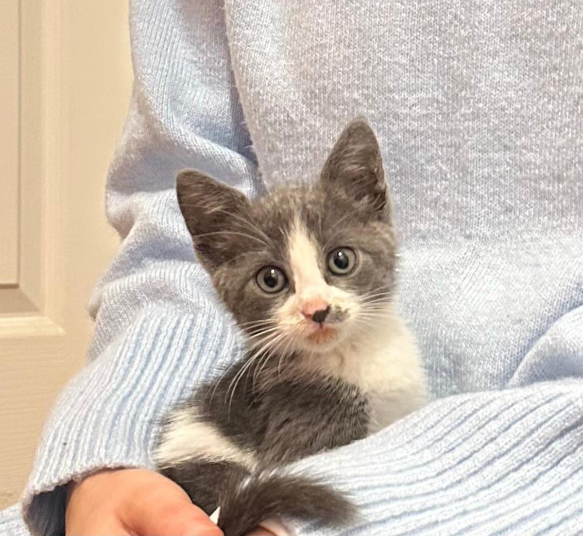 kubrante's tweet photo. dün gece 3te eve girerken aglamaklı miyavlamasiyla kendini eve aldiran bu minnak bütün gün bizimleydi. kendisine kedi evi yaptık ve yeniden sokağa bırakacağız. annesi terk etmiş yaklaşık 2 aylık kakasını vs kuma yapan bu miniş kediyi sahiplenmek isteyen olur mu? https://t.co/YOOVdwiJpD