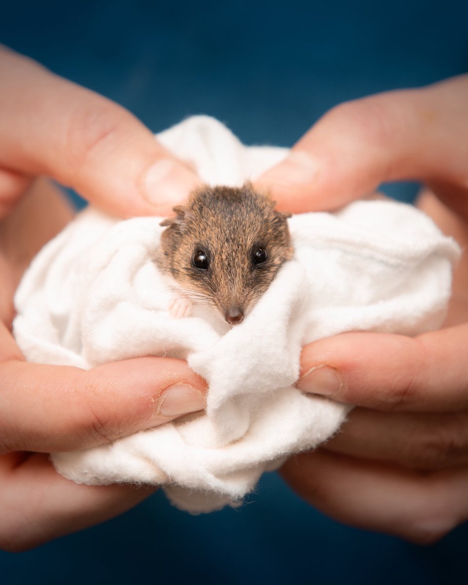 wildwarriors's tweet photo. Hammy the antechinus was brought to the Australia Zoo Wildlife Hospital after an encounter with a cat. Thankfully, he was incredibly lucky to escape without serious injuries and after a short time with us, he was able to go back into the wild. 🥰

Responsible pet ownership can make a big difference in protecting our precious native wildlife. 🐾💚