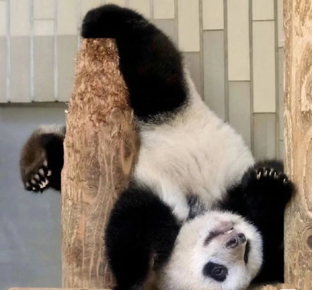 DakotaMillrb's tweet photo. Ese panda tonto tiene orejas cortas, sostiene su cabeza y se marea al balancearse. https://t.co/LsXgHfGh78