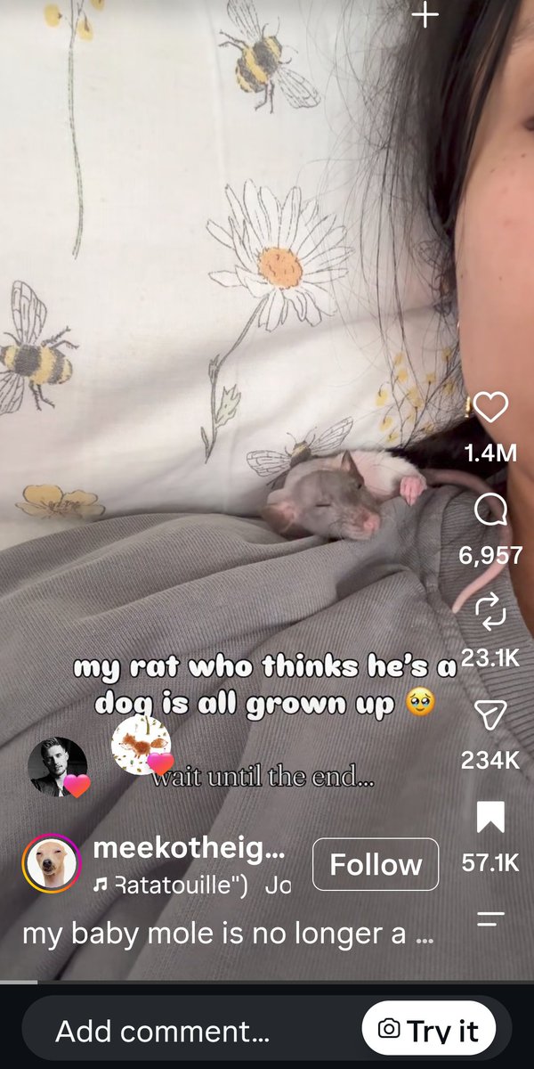 malicenmt's tweet photo. Okay, now I know Max likes this rat 🐭😂 https://t.co/Fjx6JxKwxN