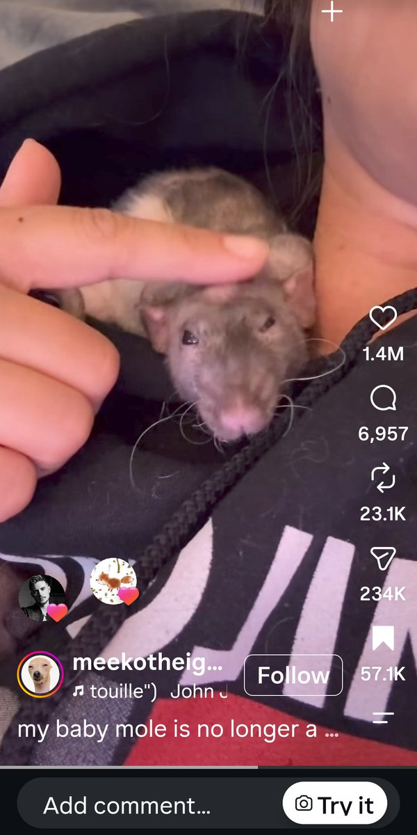malicenmt's tweet photo. Okay, now I know Max likes this rat 🐭😂 https://t.co/Fjx6JxKwxN