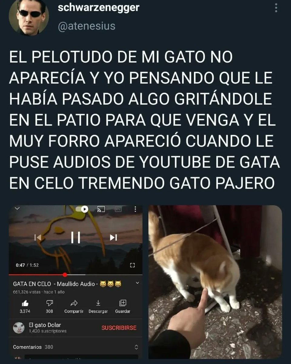 vadvoni_210116's tweet photo. Mí gato: https://t.co/IJtXcD8dCZ