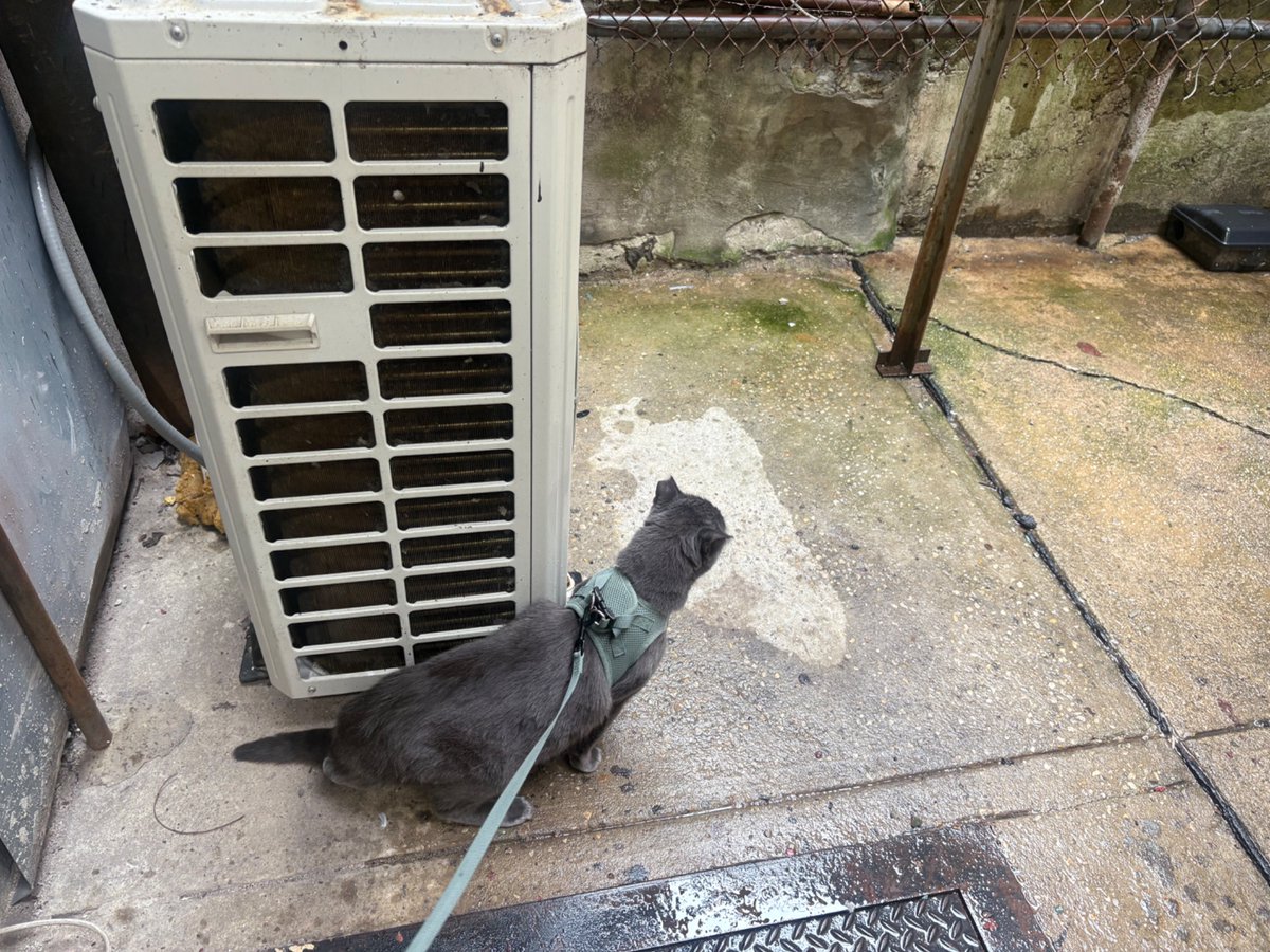 node_messenger's tweet photo. My brave little companion https://t.co/07G7m57i2s