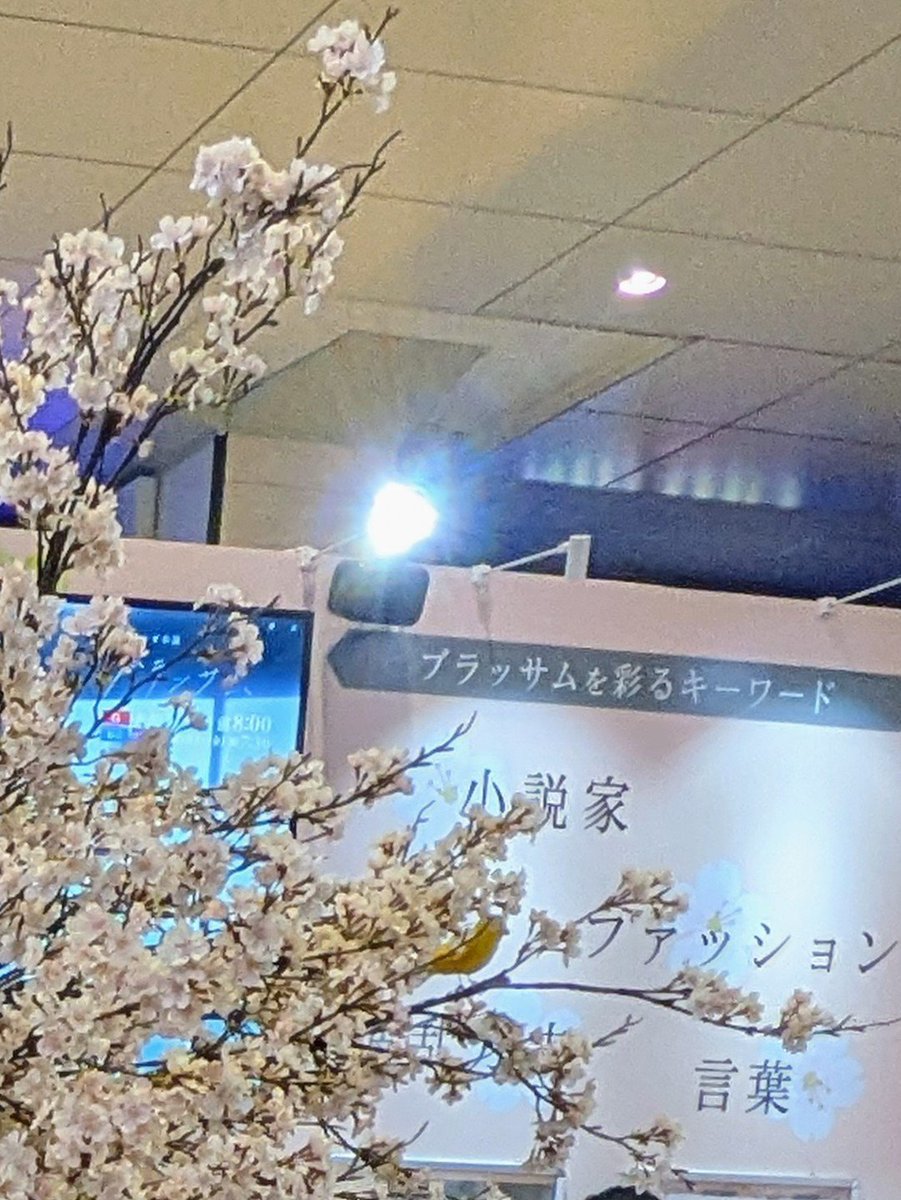 ROssanslove's tweet photo. 大阪梅田に話題の「桜とカナリアと清治」の桜が展示されてました！カナリアもこんなところにとまってた
クリアファイルもいただきました

40年ほど前「生きて行く私」って十朱幸代さん主演のドラマにハマってて宇野千代さんの本も色々読んでたので先週から始まった朝ドラ楽しんでいます

#ブラッサム https://t.co/o26rRwi3GJ