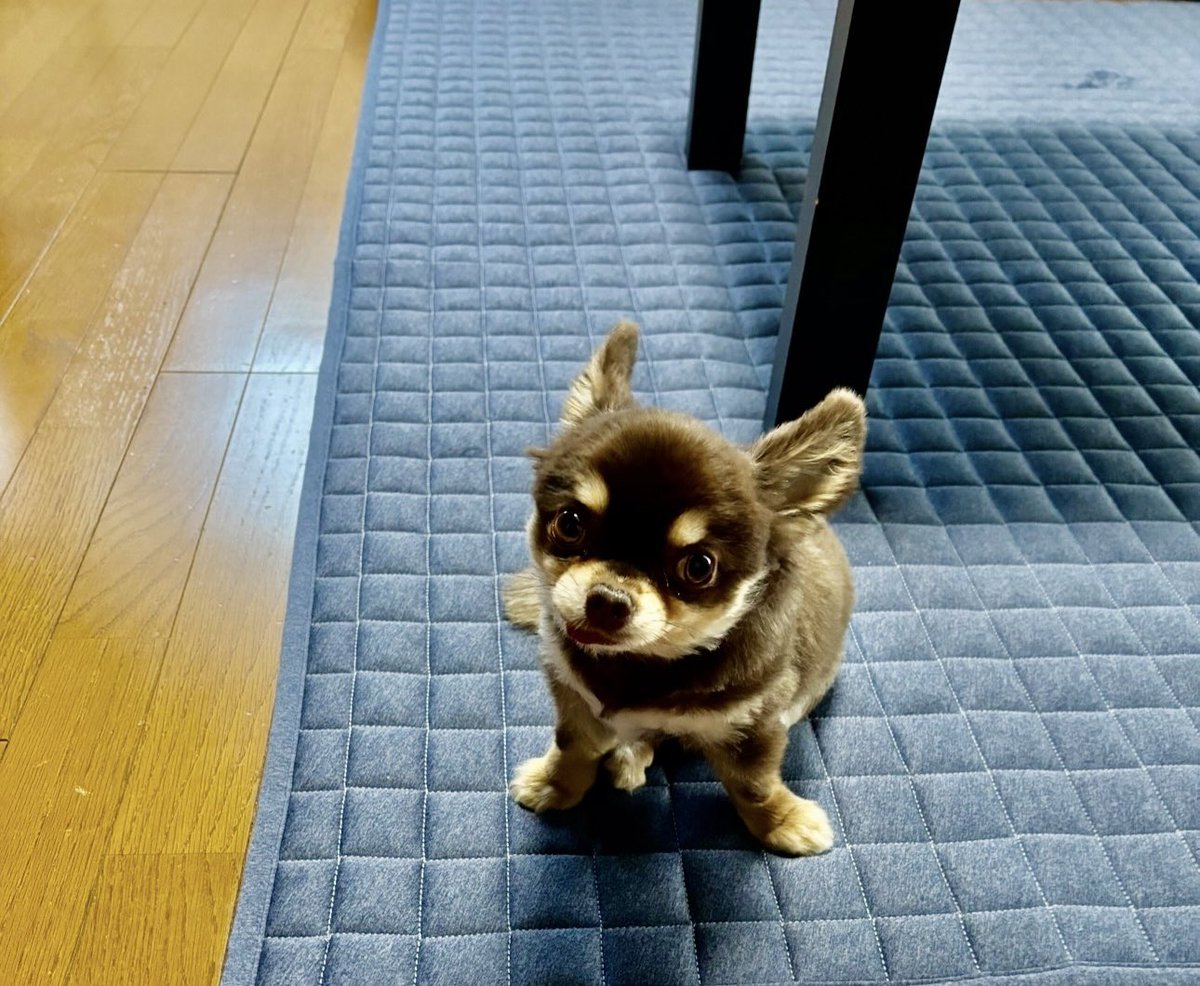 LetgoASunshineD's tweet photo. おはようございます✨
今日は爽やかな秋晴れ予報
今週もハッピーな一週間を〜😊
💓🐶☀️ https://t.co/Le4Zs8rpEa