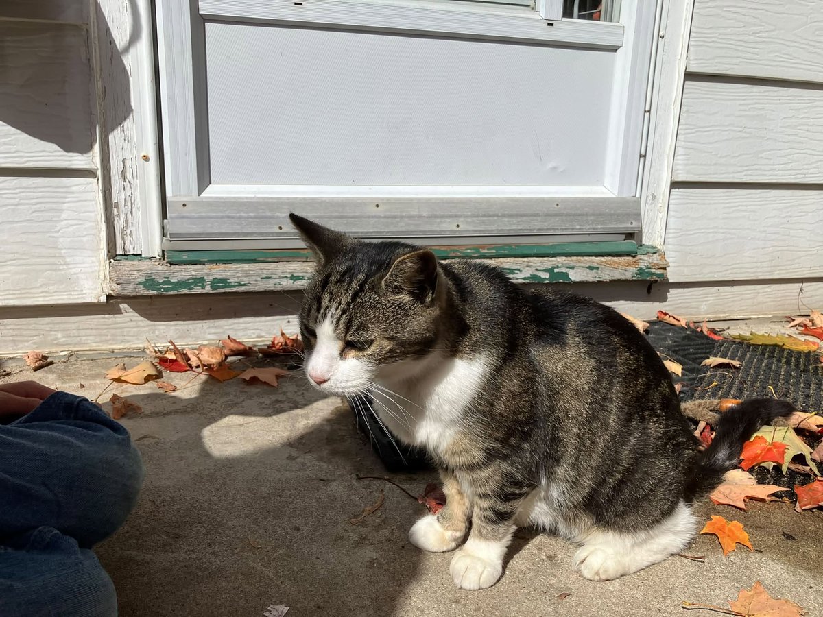 GuelphLostPets's tweet photo. SPOTTED Oct 4. Grey/brown tabby &amp; white short-hair cat has been hanging out at a home on Forfar St E in the north end of #Fergus. May be lost or live in area. Any info? https://t.co/1HRCjxQmWr https://t.co/Pla3bMtdQP