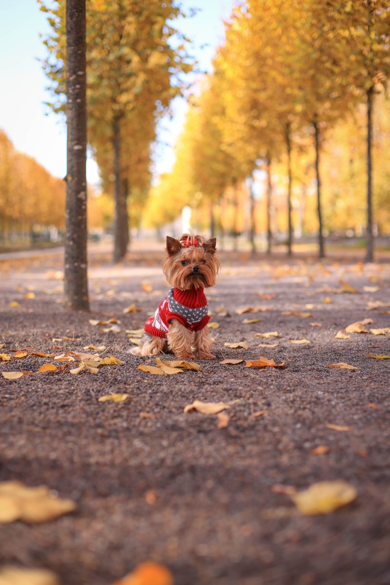 petdogsareus's tweet photo. 🍂 Cozy Fall Style for Your Pup! Keep your furry friend warm and stylish with a comfy fall sweater from Pet Dogs Are Us.
Check the website link in our profile to learn more!
#PetDogsAreUs #DogSweaters #FallDogs #CozyPups #DogFashion #HappyDogs https://t.co/25h8mQA7JX