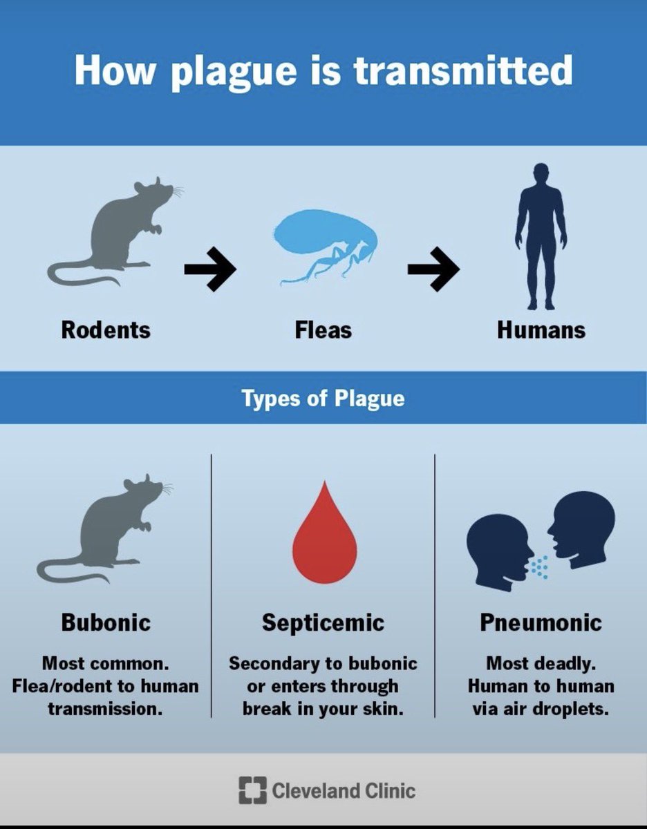 carol_perelman's tweet photo. 🙏🏻Murió una asistente de laboratorio del Instituto de Investigación Anti Plaga de Irkutsk, en la región rusa de Siberia.

👉🏻Al parecer, Daría Shipilova de 28 años falleció cuando estaba hospitalizada con neumonía causada por un “agente desconocido”. Otras fuentes indican que fue por peste pulmonar al contagiarse cuando un tubo de ensayo conteniendo la bacteria Yersinia pestis en el laboratorio de alto nivel de bioseguridad (BSL-3) donde trabajaba, aparentemente se cayó y rompió. Aún no hay claridad ni confirmación.

🏥Lo que sabemos es que hay ~200 personas y 5 hospitales en cuarentena y según reportes nadie ha salido positivo a las pruebas de peste.

🫁Si bien la forma pulmonar de la peste es contagiosa entre personas a través de gotículas inhaladas (no muy contagiosa, R0 = 1.3), es una enfermedad bien conocida y de rápida progresión, pero su alta mortalidad disminuye con antibióticos administrados oportunamente.

🐀Esta misma bacteria da otras dos formas de peste: la bubónica que se transmite por picadura de pulga que habita principalmente en ratas, y que causó la Peste Negra durante la Edad Media matando a 1/3 de la población europea -no había antibióticos, ni vacunas-, y la septicemia por contacto o complicación. 

🧫Es una bacteria con varios reservorios animales, por lo cual cada año hay casos aislados de peste en el mundo. Sin embargo, hoy desconocemos si el contagio surgió del supuesto accidente en lab y si fuera el caso, sobre el perfil de la bacteria con que el estaban trabajando. 

ℹ️Esperemos las notificaciones oficiales; no debemos ahorita caer en comunicados amarillistas, especulativos, ni fatalistas. 

🙌🏻Aclaremos:
Contra esta bacteria tenemos antibióticos, vacunas y pruebas diagnósticas. 🙏🏻🙌🏻