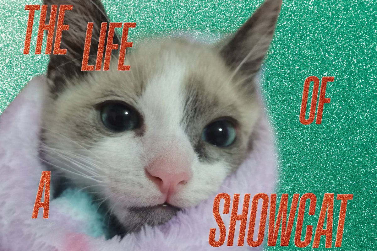 Showcat_'s tweet photo. @vinceeeei My cat ❤️‍🔥 https://t.co/QBPwY1n9lZ