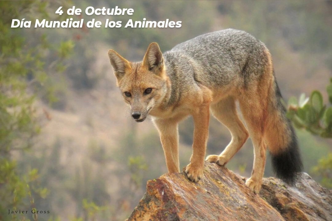 CuricoEcologico's tweet photo. Hoy 4 de octubre es el "Día Mundial de los Animales". Es una jornada internacional de conciencia para recordar que todas las especies merecen, protección, respeto y bienestar. 
Coincide con la festividad de San Francisco  de Asís, patrono de los animales. 
 Foto: Zorro Culpeo https://t.co/lLqHJj0krm