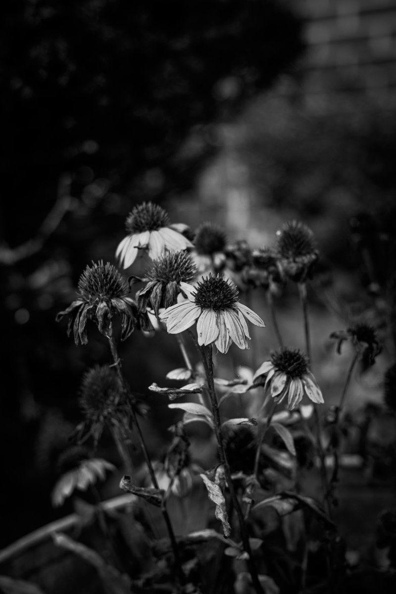 ameriultrabloom tweet picture