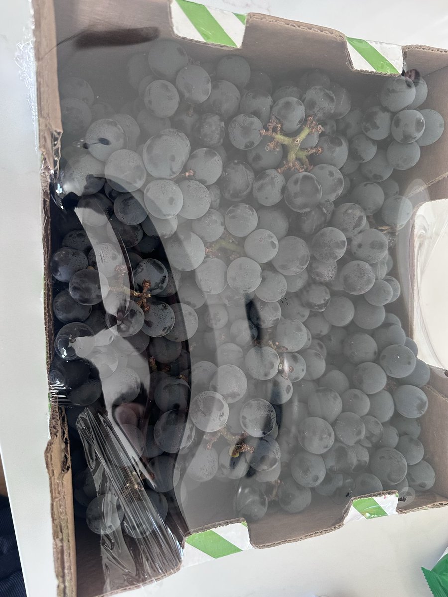 lacybabys's tweet photo. okay, starting tomorrow because my halmeoni brought me the most delicious kyoho grapes 🥹 https://t.co/XmnEjwZagI