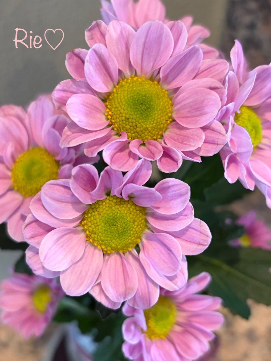 Riesk1214's tweet photo. おはようございます🌸*ˊᵕˋ*🌸

小さな幸せに気付ける穏やかな
1週間になりますように🍀

今週もよろしくお願いします🩷

#ピンクの菊の花🩷🌼🩷 https://t.co/rIkEkx0DH3