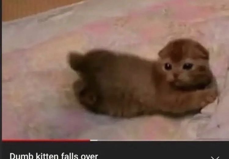 PunchingCat's tweet photo. https://t.co/So2rcQNniD