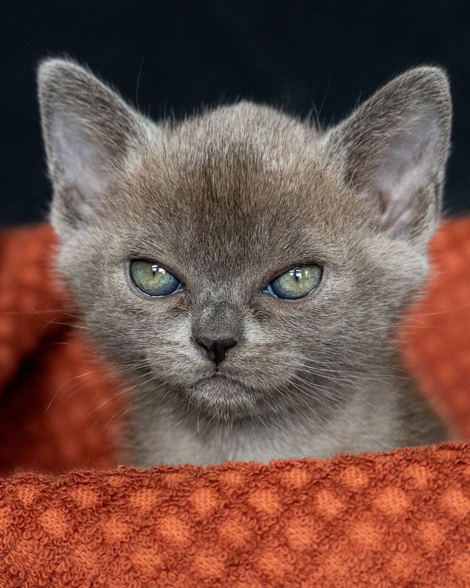 LorenzoTheCat tweet picture