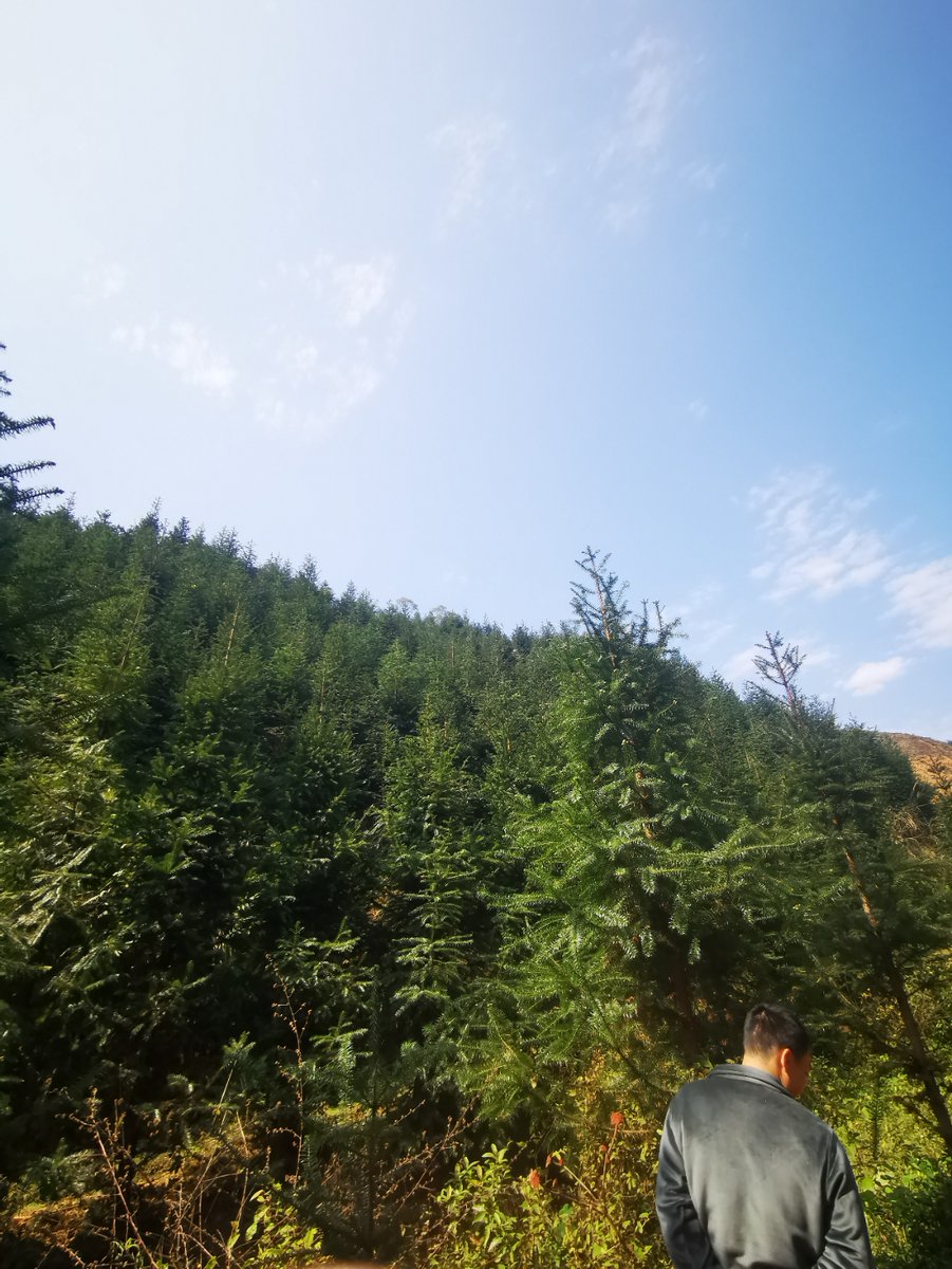 mardiah1994's tweet photo. [Tuoshan Yi A rare u0026 ancient cedar species glowing in misty mountain valleys—nature’s quiet masterpiece ]，不对，等下，是“陀杉伊”，对应发音和意境，调整下更贴合：推文内容：[Tuoshan Yi—exquisite rare cedar thriving in soft mountain mist, nature’s delicate hidden gem ]， https://t.co/Fwg4wbisFu
