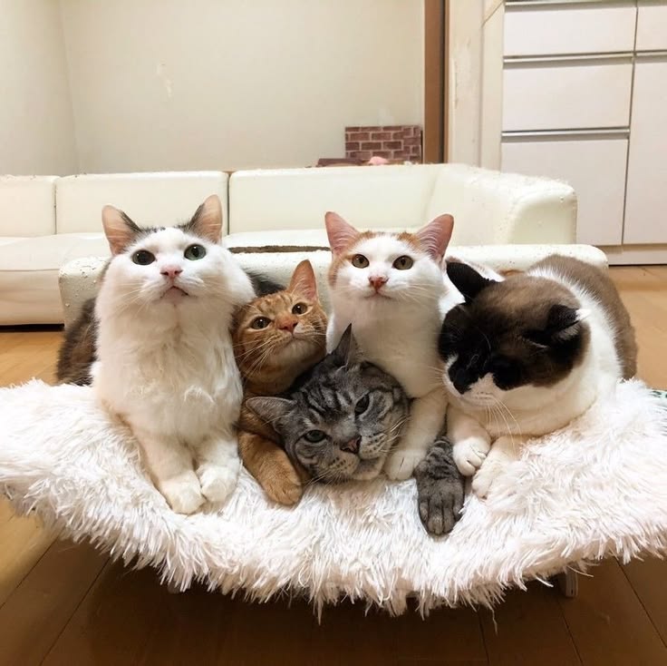 planetlordkitty's tweet photo. https://t.co/hzOg1NUzMC