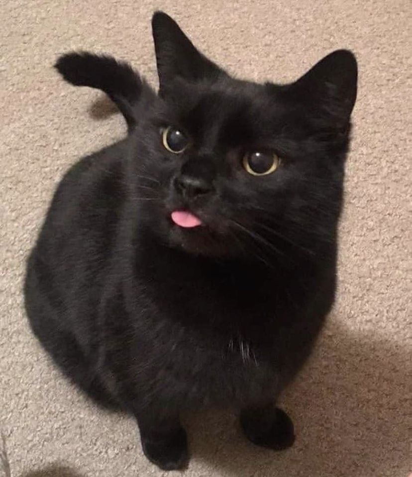 Kenna2jay's tweet photo. jay’s one awwww
a literal cat 😭😭🥹 https://t.co/6dzDNF6HBh
