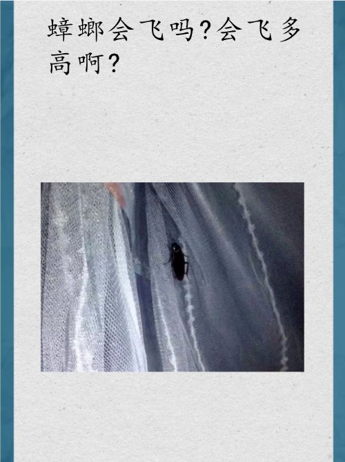 FaithEllisvrgf's tweet photo. [Quién adivina si el insecto se arrastra hasta la orilla con un palo de ping pong]， https://t.co/IcQYldbb7z