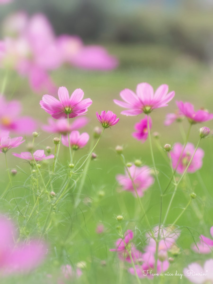 7725rirarin's tweet photo. ⁎ .｡❀ *⁎ .｡❀ *

   一週間の景色が
   明るくありますように

#𝘰𝘭𝘺𝘮𝘱𝘶𝘴 𝘰𝘮-𝘥 𝘦-𝘮10 𝘮𝘢𝘳𝘬 𝘪𝘷 
#ｵｰﾙﾄﾞﾚﾝｽﾞ #秋桜 https://t.co/0OjIYPM48q