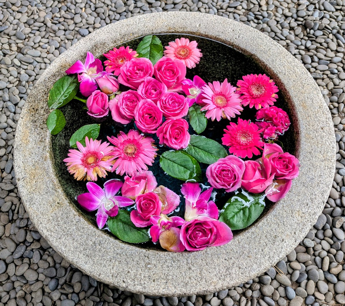 hiro_asasei's tweet photo. 巫女さんに感謝🍀
『朝整⛩️🚶‍♀️』中
おそらく週替わりの花手水🌹が変わっていました。
日々の忙しさを忘れ、神社を楽しむきっかけにしてくれています。今日も心穏やかにお過ごしください🍀
#朝整 
#神社
＃ウォーキング
#note https://t.co/ftA4uVZi8M