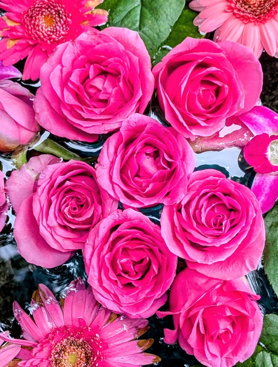 hiro_asasei's tweet photo. 巫女さんに感謝🍀
『朝整⛩️🚶‍♀️』中
おそらく週替わりの花手水🌹が変わっていました。
日々の忙しさを忘れ、神社を楽しむきっかけにしてくれています。今日も心穏やかにお過ごしください🍀
#朝整 
#神社
＃ウォーキング
#note https://t.co/ftA4uVZi8M