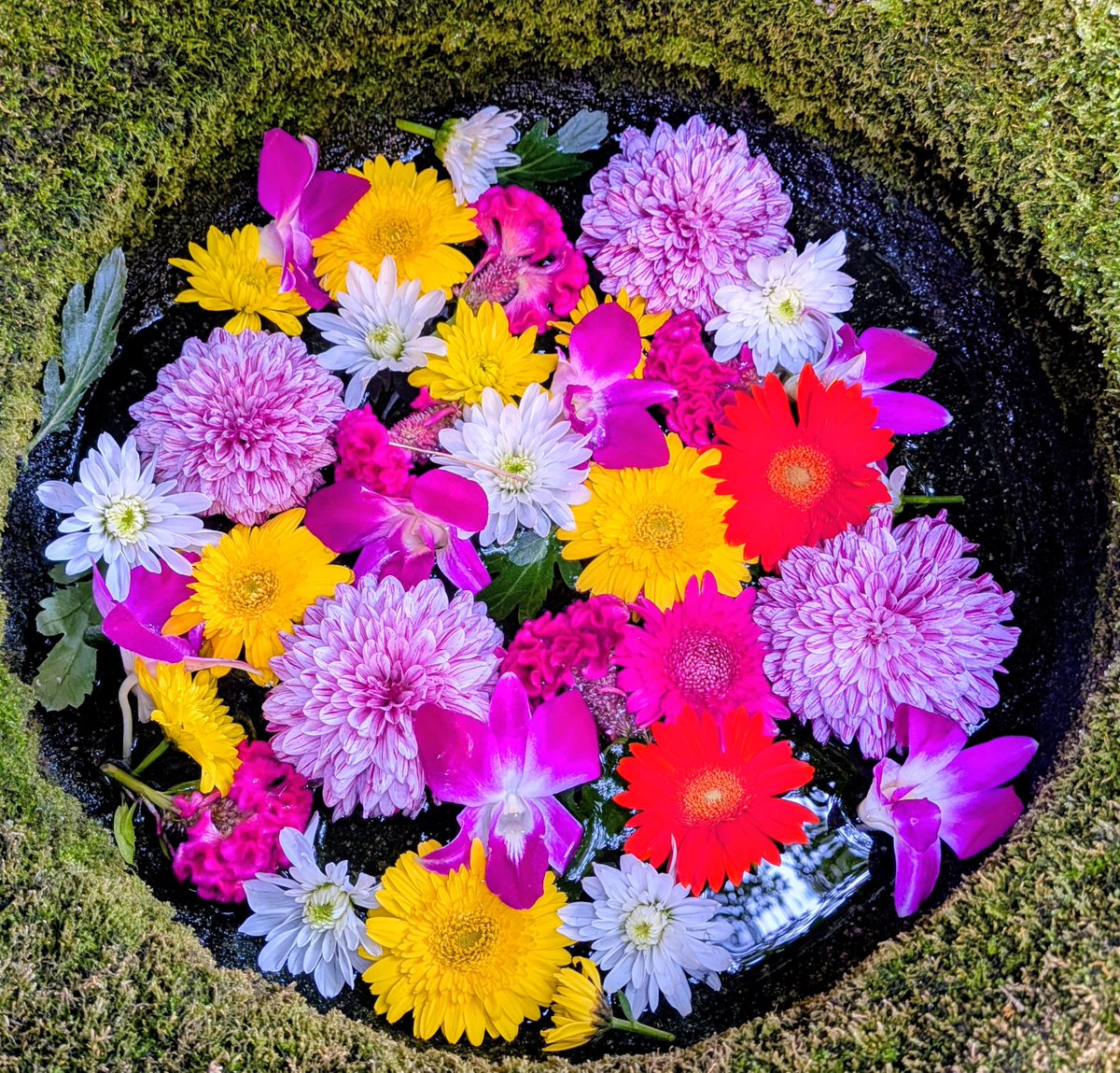 hiro_asasei's tweet photo. 巫女さんに感謝🍀
『朝整⛩️🚶‍♀️』中
おそらく週替わりの花手水🌹が変わっていました。
日々の忙しさを忘れ、神社を楽しむきっかけにしてくれています。今日も心穏やかにお過ごしください🍀
#朝整 
#神社
＃ウォーキング
#note https://t.co/ftA4uVZi8M