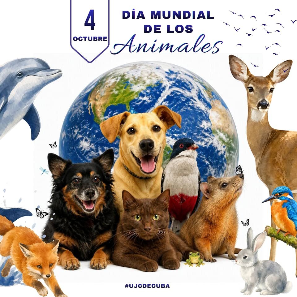 UJCdeCuba's tweet photo. 🐾🌍 En el Día Mundial de los Animales, Cuba ratifica su compromiso con el cuidado y la protección de todas las especies.

Desde la #UJCdeCuba y la #RedJuvenilComunitaria, ese compromiso también llega a los barrios con nuestrad ferias de bienestar animal. https://t.co/hEJyQuQWBV