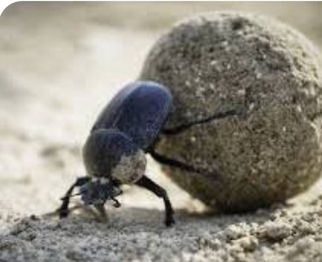 roddy1363's tweet photo. @HazelLiaqa4848 Certainly NOT Lion, more like a Dung Beetle! https://t.co/Ku3S6Rrwbv